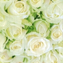 Svatební ubrousky - Bílé růže